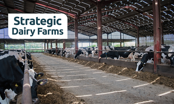 Dairy cows at Willow Tree Farm in cubicle shed.